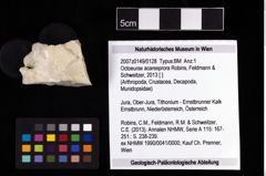 NHMW-GEO-2007z0149-0128_Ol_02.tifOctoeurax acaresprora (Robins, Feldmann & Schweitzer, 2013)  (NHMW-GEO-2007z0149-0128)